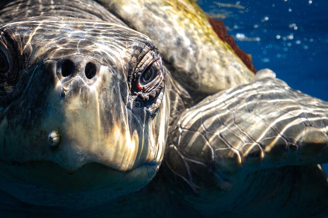 2 Dives in the Cabo Marine Park - Stop in the Land’s End area: sea lions and rock action