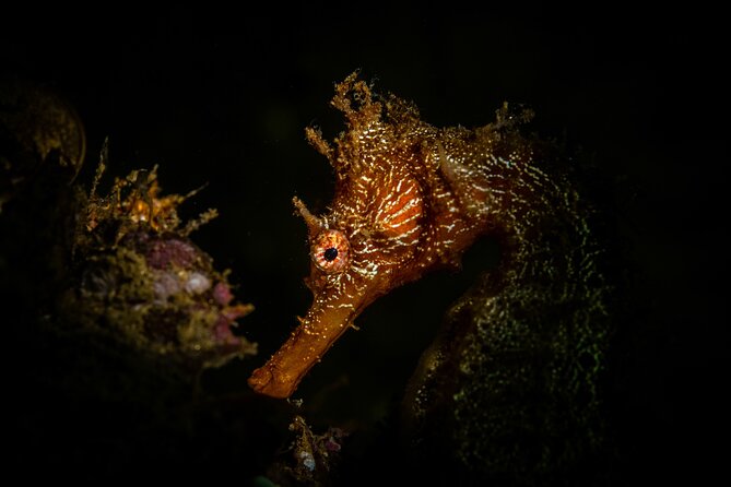 2 Dives in the Cabo Marine Park - Onboard snacks, drinks, and short hops that keep your energy up