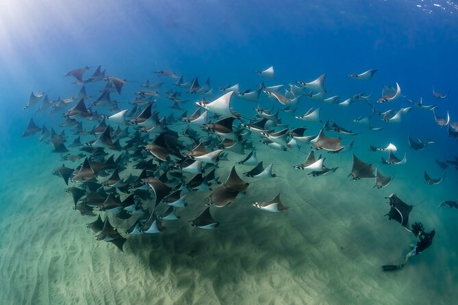 2 Dives in the Cabo Marine Park - Meeting point in downtown Centro, and why getting there matters
