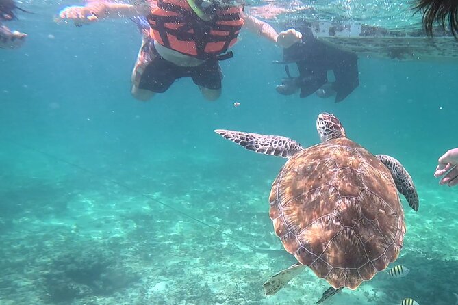 2-Hour Snorkeling in Two Spots of Tulum's Reef - Stop one: wildlife time with sea turtles, stingrays, and big fish