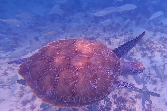 2-Hour Snorkeling in Two Spots of Tulum's Reef - Stop two: reef exploration with colorful fish and coral