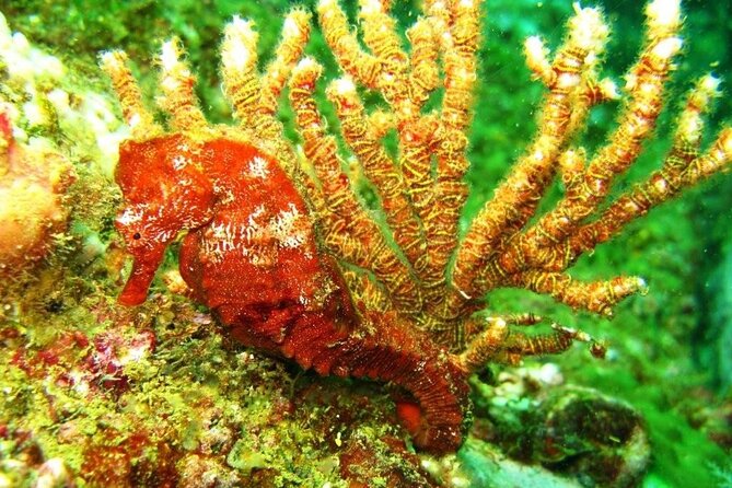 2 Tank Boat Dives for Certified Divers - Marine life you can realistically hope for