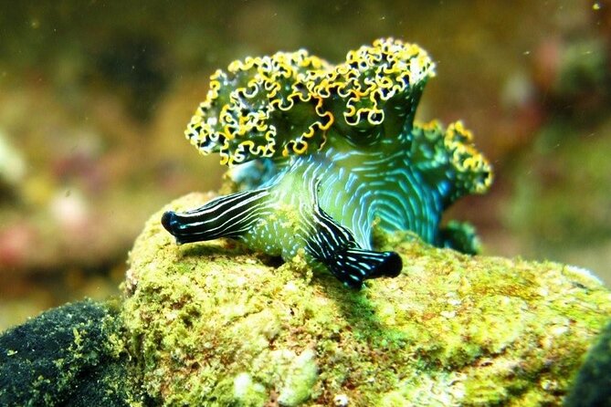 2 Tank Boat Dives for Certified Divers - Pickup, group size, and getting to the right place