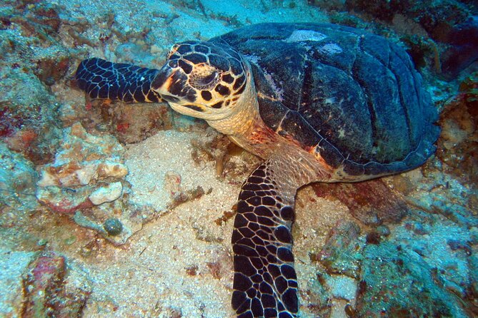 2 Tank Boat Dives for Certified Divers - English guidance, professional crew, and safety checks