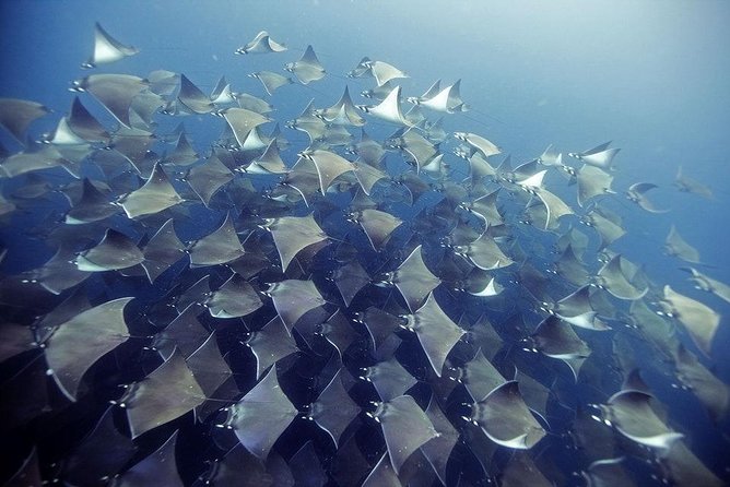 2 Tank Dive - Certified Divers (Santa Maria Bay & Chileno Bay) - Key Highlights You Should Know