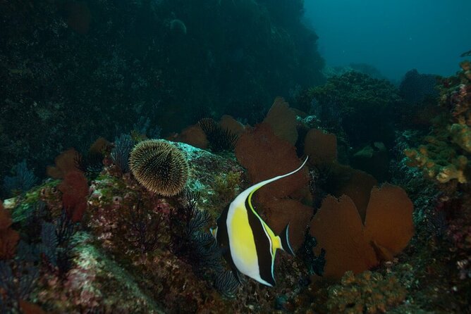 2 Tank Dive - Certified Divers (Santa Maria Bay & Chileno Bay) - Price and Value: What the $140 Covers (and What It Does Not)
