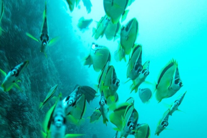 2 Tank Dive - Certified Divers (Santa Maria Bay & Chileno Bay) - Underwater Session One: Whale’s Head, Reef Tops, and Likely Surprises