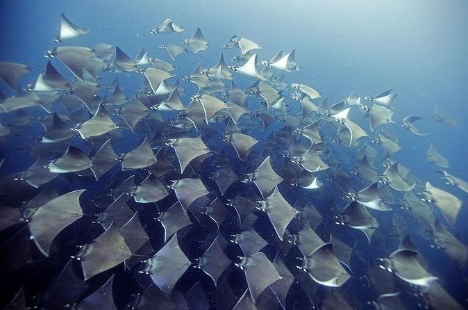 2 Tank Dive - Certified Divers (Santa Maria Bay & Chileno Bay) - Snacks, Beverages, and the Small Comforts That Matter
