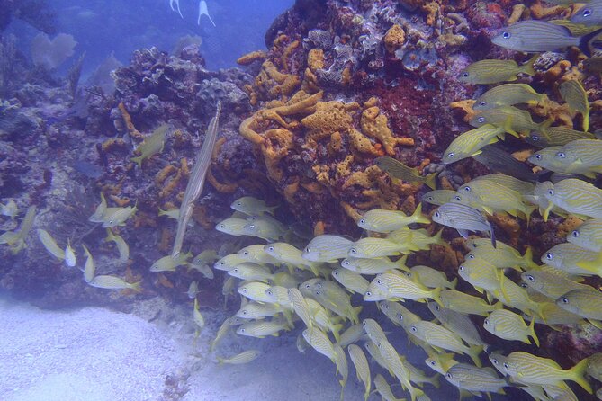 2 Tank Reef Dive in Mexico - What you will feel in the water, and why Juan gets mentioned