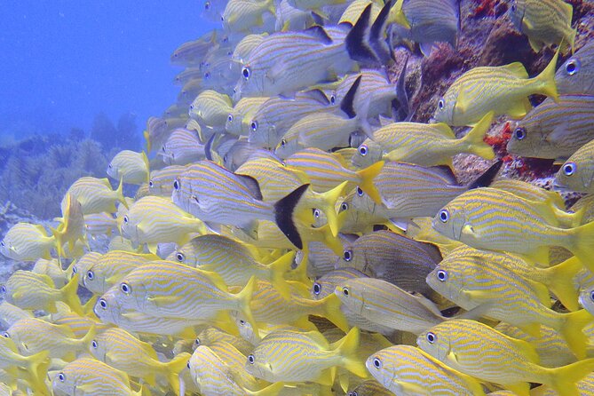 2 Tank Reef Dive in Mexico - Skin rules you should not ignore: skip creams, use the wetsuit