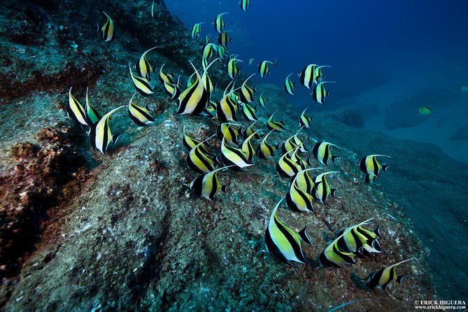 2-Tank Scuba Dive in Cabo San Lucas Reserve for Certified Divers - Key points to know before you go