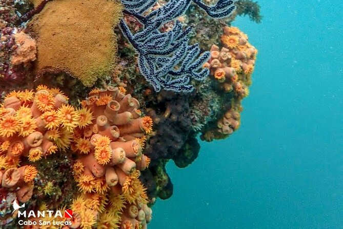 2-Tank Scuba Dive in Cabo San Lucas Reserve for Certified Divers - The Arch and Lover’s Beach, plus a Pacific-side break