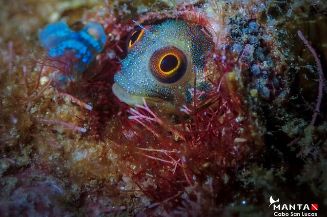2-Tank Scuba Dive in Cabo San Lucas Reserve for Certified Divers - Staff professionalism, safety habits, and the guide factor that changes everything