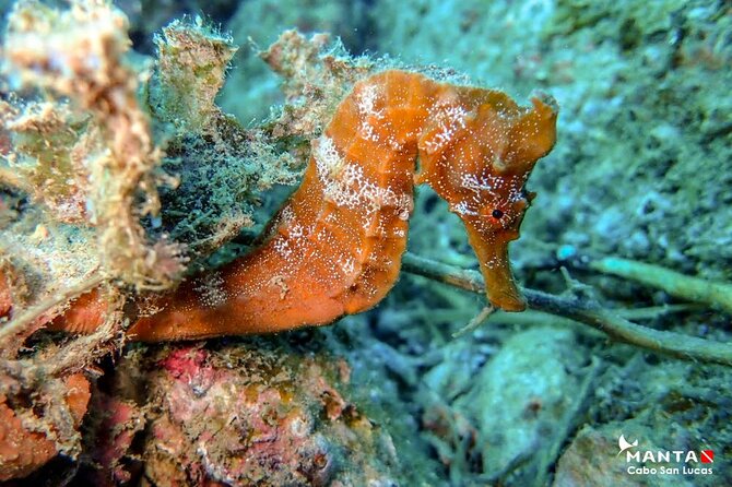 2-Tank Scuba Dive in Cabo San Lucas Reserve for Certified Divers - Equipment and what’s included, plus the $40 gear rental decision
