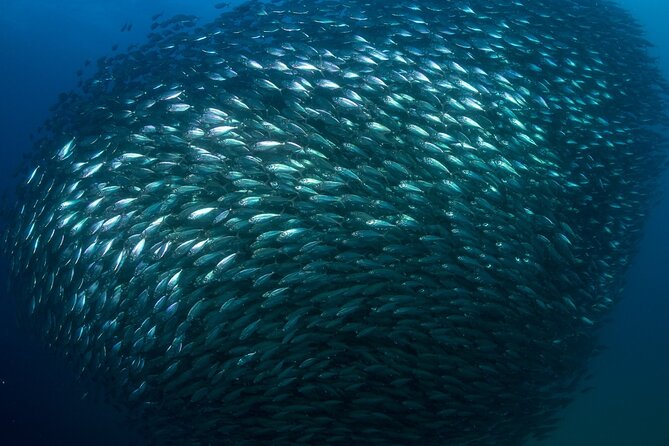 2-Tank Scuba Dive in Cabo San Lucas Reserve for Certified Divers - Price and logistics: who this fits best in Cabo