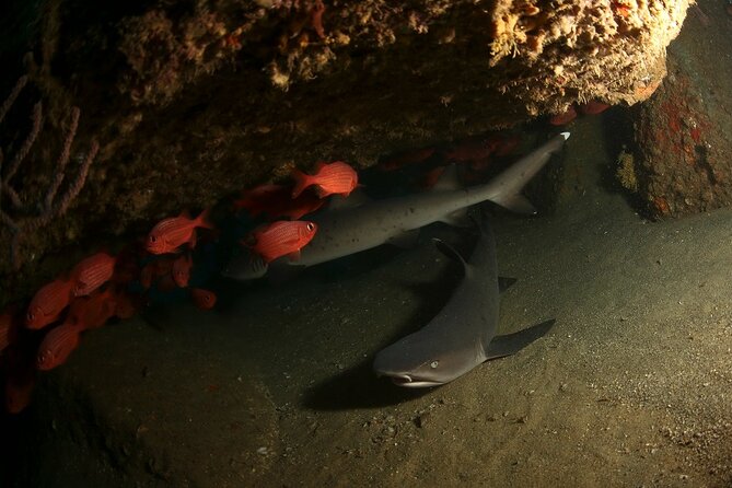 2-Tank Scuba Dive in Cabo San Lucas Reserve for Certified Divers - Should you book this Cabo two-tank session?