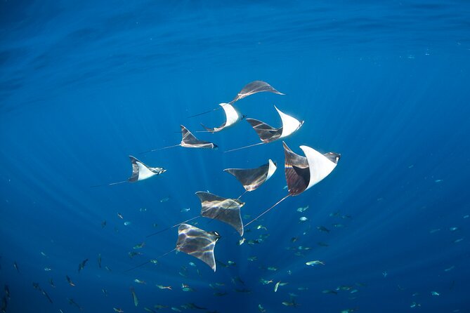2-Tank Scuba in Marine Reserve and Corridor for Certified Divers - How this 5-hour Cabo plan balances remote water and famous shoreline