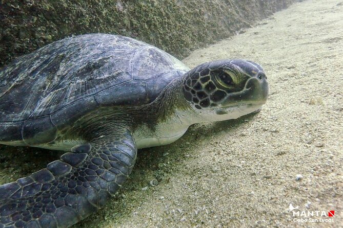 2-Tank Scuba in Marine Reserve and Corridor for Certified Divers - Guide quality that actually helps: Brandon’s targeted spotting and Pollo’s first-session support