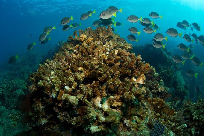 2-Tank Scuba in Marine Reserve and Corridor for Certified Divers - Water conditions in Cabo: manage expectations, then enjoy the marine life