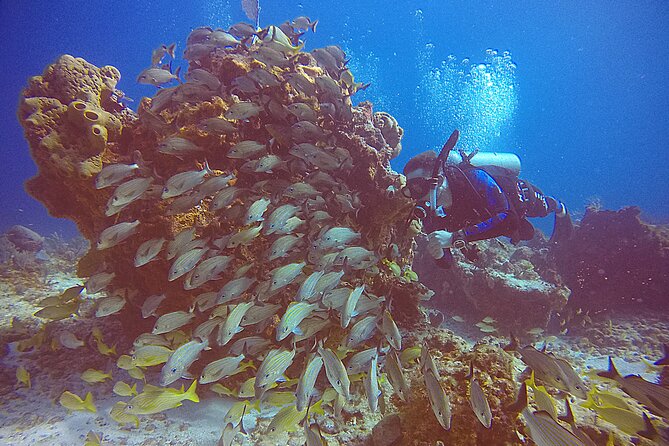 2 Tanks Scuba Diving in Punta Cancun Reefs for Certified Divers - Two Reef Locations: What You Can Expect to See