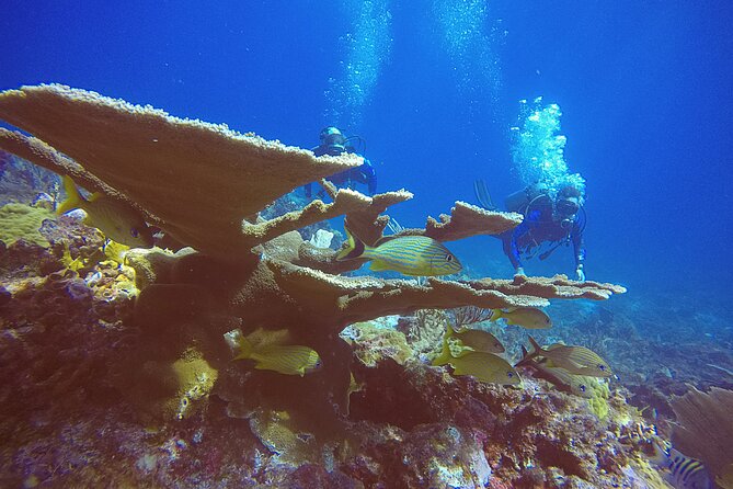 2 Tanks Scuba Diving in Punta Cancun Reefs for Certified Divers - Boat Time and How to Handle Cancun Water Movement