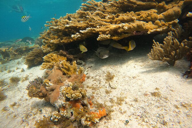 3 Hours VIP Semiprivate Tour Isla Mujeres Full Snorkeling Experience - Price and value: what $88 really buys (and what costs extra)