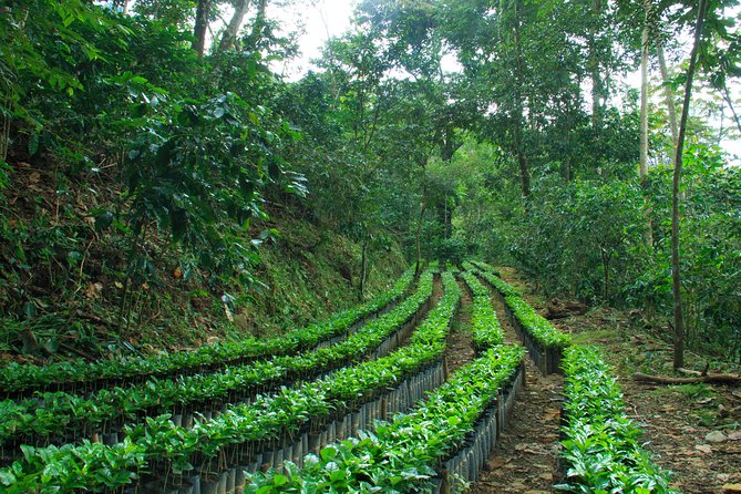 3 Levels of Huatulco the coffee you've been looking for - How the tour moves through three towns and what that adds