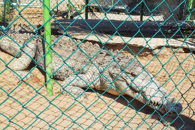 3 Palos Lagoon AfroMex Village Turtle Release & Croc Farm Visit - Key highlights at a glance