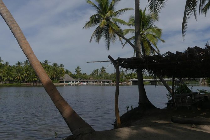 3 Palos Lagoon AfroMex Village Turtle Release & Croc Farm Visit - Croc farm in the title: what to confirm before you go