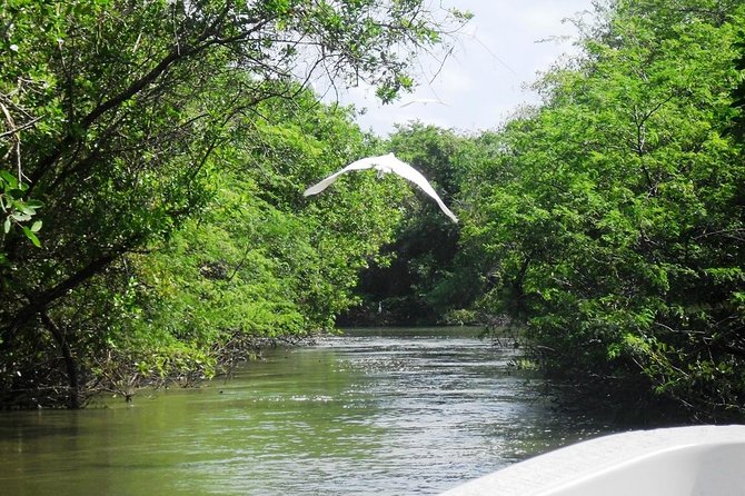 3 Palos Lagoon AfroMex Village Turtle Release & Croc Farm Visit - The wildlife sanctuary walk and Playa de Barra Vieja reset