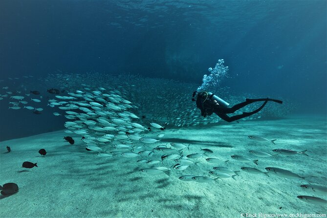 3-Tank Scuba in Marine Reserve and Corridor for Certified Divers - Price and value: $210 plus the $40 gear rental