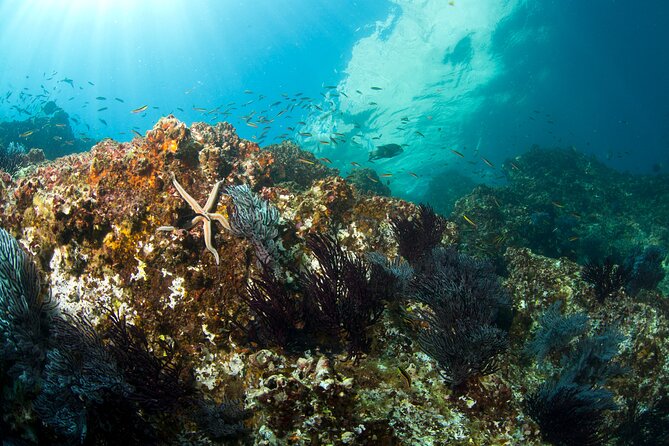 3-Tank Scuba in Marine Reserve and Corridor for Certified Divers - Underwater stops: what you can expect at each site