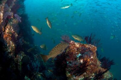 3-Tank Scuba in Marine Reserve and Corridor for Certified Divers