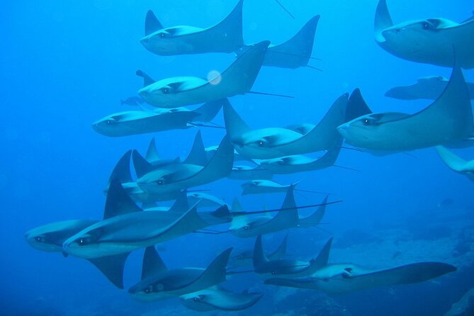 3-Tank Scuba in Marine Reserve and Corridor for Certified Divers - Guides and safety: Polo, Angela, Baptiste, and the small-group feel