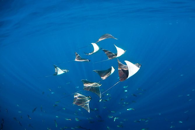 3-Tank Scuba in Marine Reserve and Corridor for Certified Divers - Comfort and equipment: weights, temperature, and what to bring