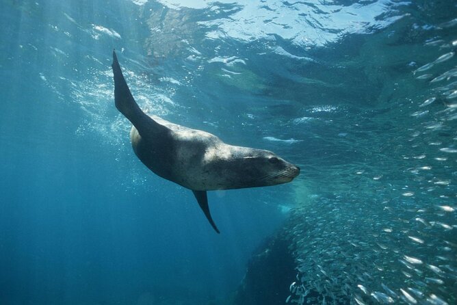 3-Tank Scuba in Marine Reserve and Corridor for Certified Divers - What can go wrong: visibility, current, and crowds