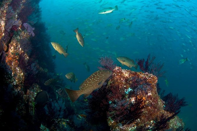 3-Tank Scuba in Marine Reserve and Corridor for Certified Divers - Timing and logistics: 7:30 start, boat layout, and how the day flows