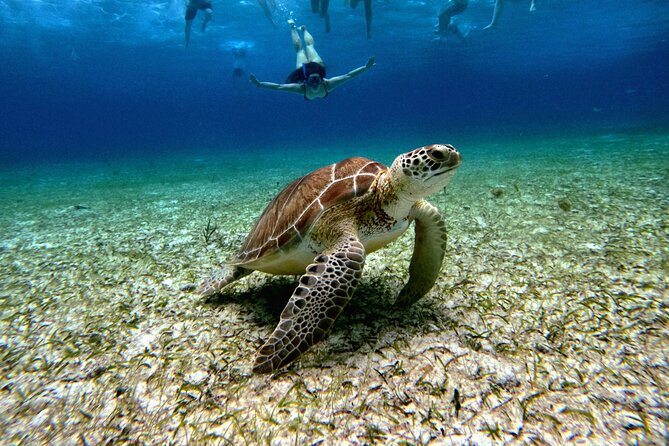 4 Hour Cozumel Turtle Sanctuary Experience on a Luxury Catamarán - Meeting point, hotel pickup, and the “arrive early” rule