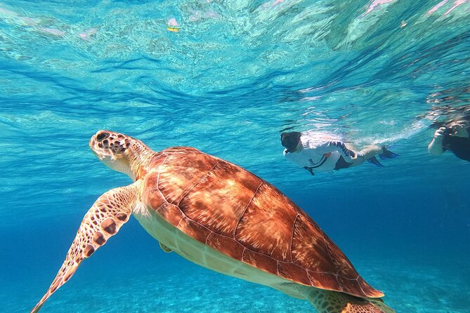4 Hour Cozumel Turtle Sanctuary Experience on a Luxury Catamarán - El Cielo starfish sanctuary: the shallow-water moment many people remember
