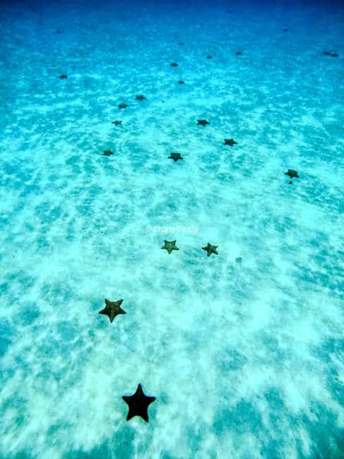 4 Hour Turtle Sanctuary Experience on a Luxury Catamarán - Price, Marine Park Fee, and Why This Is Actually Good Value