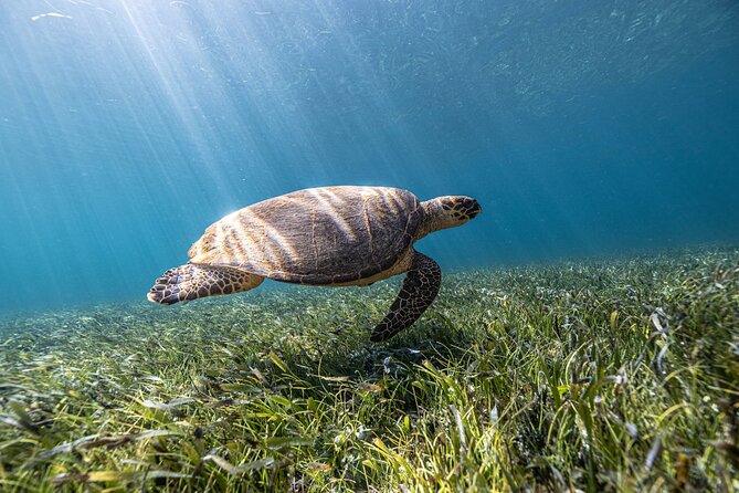 5-in-1 Cancun Snorkeling Tour with Sea Life & Transport Included - From Marina Punta Norte: how the 2.5-hour flow works