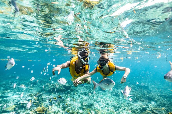 5-in-1 Cancun Snorkeling Tour with Sea Life & Transport Included - Stop three: turtles, rays, and a very specific sighting rate