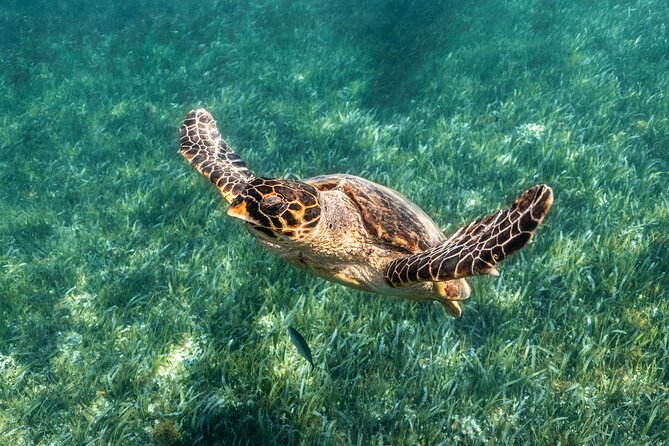 5-in-1 Cancun Snorkeling Tour with Sea Life & Transport Included - Stop two: underwater art galleries, Blessings and Vestiges