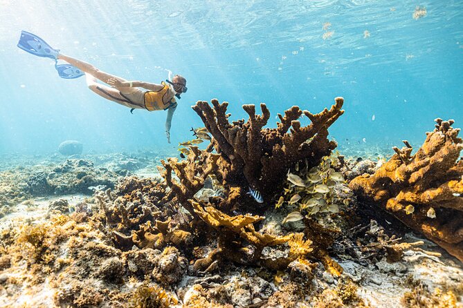 5-in-1 Cancun Snorkeling: Turtles, Reef, Musa, Shipwreck, Cenote - Reef time off Cancun: turtles, fish, and easy navigation