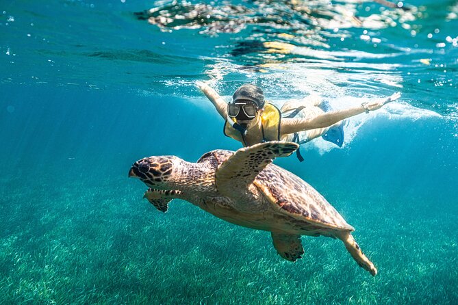 5-in-1 Cancun Snorkeling: Turtles, Reef, Musa, Shipwreck, Cenote - Price and value: what $79 buys, and what costs extra