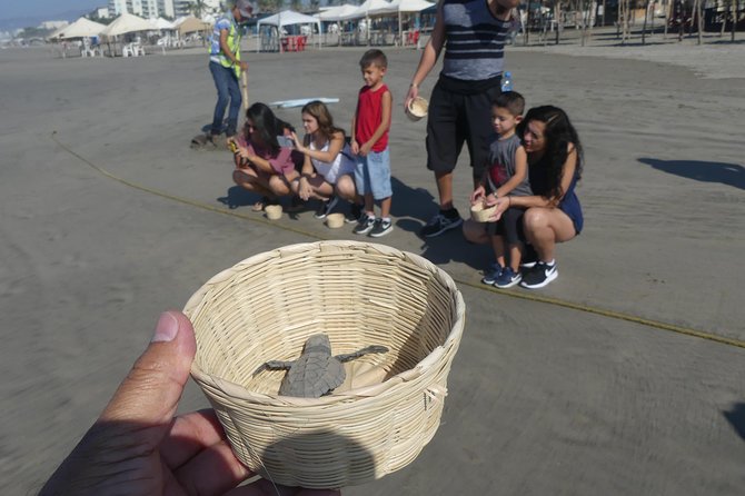 6Hr Cruise or Hotels City Tour, Divers, Baby Turtles Peace Chapel - Transport, Comfort, and Small Details That Add Up