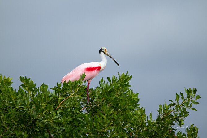 6hrs of Sailing in Bacalar Lagoon: discover Cenotes, Islands and Stromatolites. - Should you book the Bacalar Lagoon sailing with Sailing Colibrí?