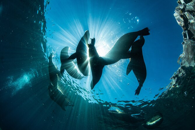Adventure to Espiritu Santo Island: Snorkel with Sea Lions and Beach - Wildlife odds: dolphins, whales, and manta rays