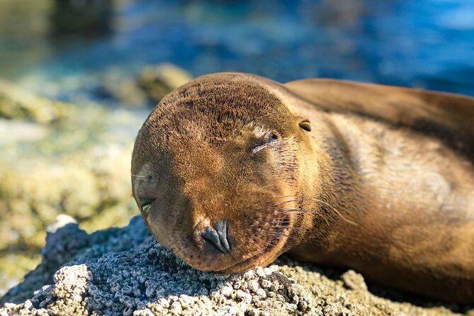 Adventure to Espiritu Santo Island: Snorkel with Sea Lions and Beach - Should you book this sea lion day trip from La Paz?