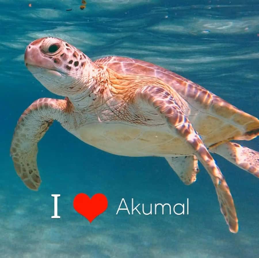 Akumal Beach: Ecologic Turtle Snorkeling Tour & Gopro Photos - Key things I’d book this for